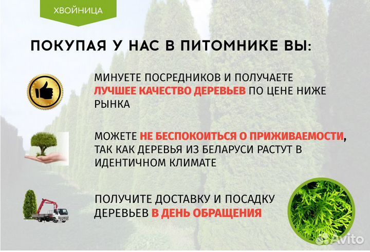 Туя Смарагд 1,8-2 м, брабант, колумна в ассортимен