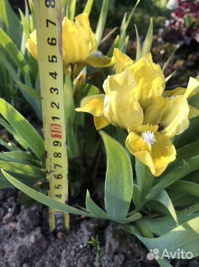 Ирисы карликовые 20см и 30см