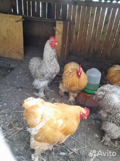 Петухи кохинхины