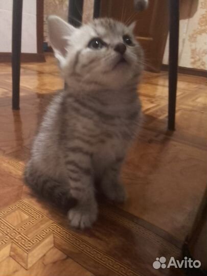 Отдам в добрые руки котёнка