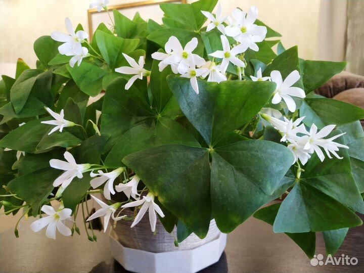 Оксалис кислица зелёная с белыми цветами