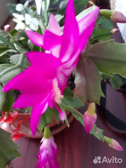 Декабрист красный белый розовый желтый