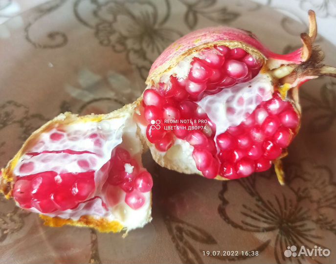 Комнатный гранат, карриса