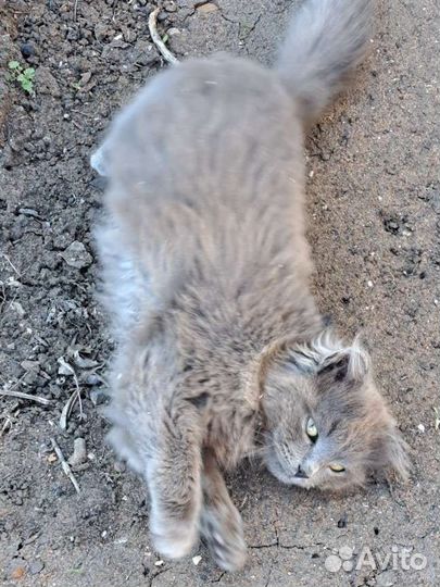 Котенок мальчик серый