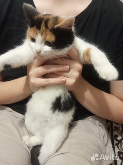Отдам кошечку 4 мес