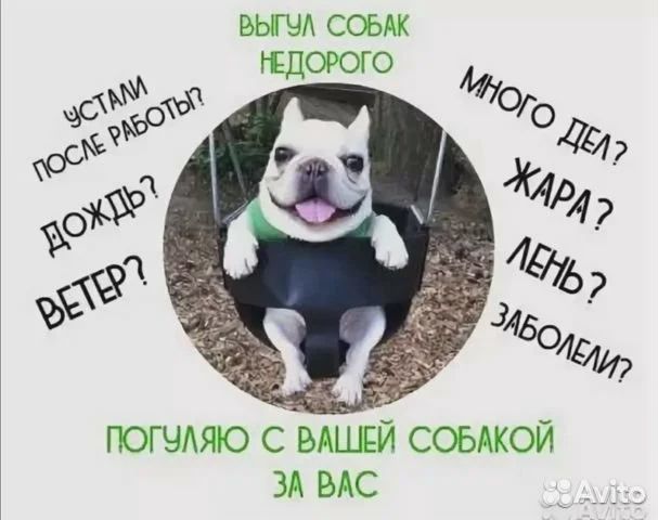 Выгул собак