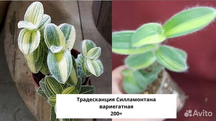 Традесканции сортовые и каллизии