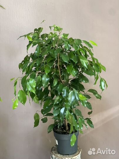 Фикус Эластика d17/90см