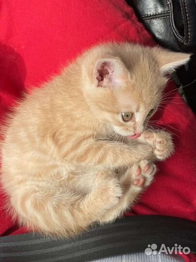 Котенок в добрые руки в дар