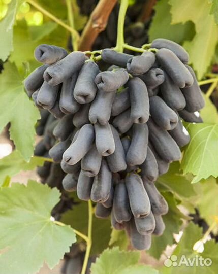 Саженцы винограда Аватар Хэллоуин