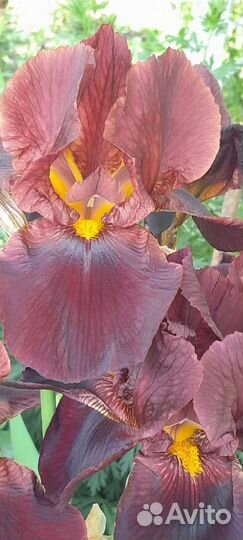 Многолетние цветы саженцы