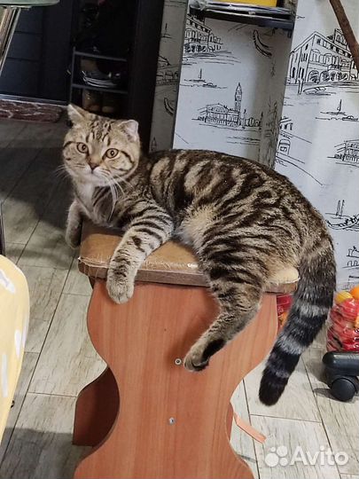 Шотландский кот вязка