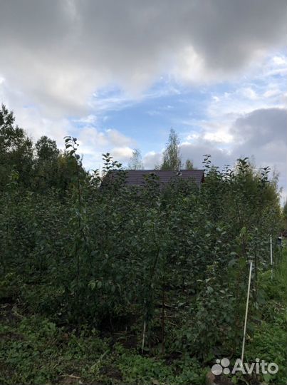 Саженцы плодовых деревьев, кустарники