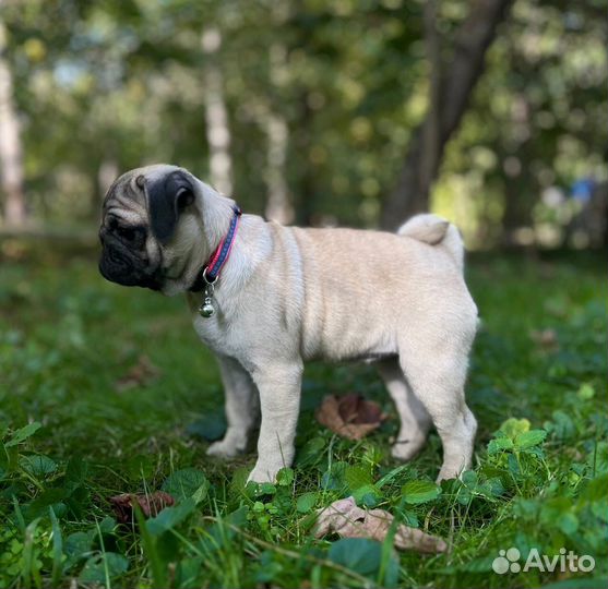 Щенки мопса