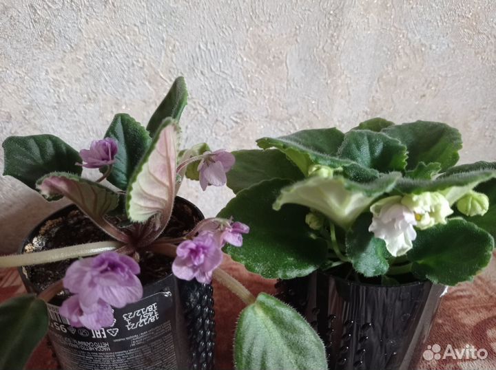 Продаются комнатные растения