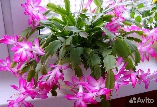 Декабрист шлюмбергера