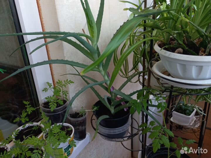 Комнатные цветы алоэ