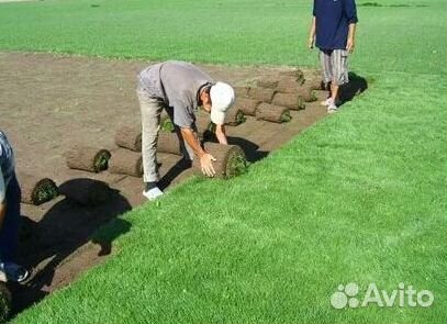 Укладка газона