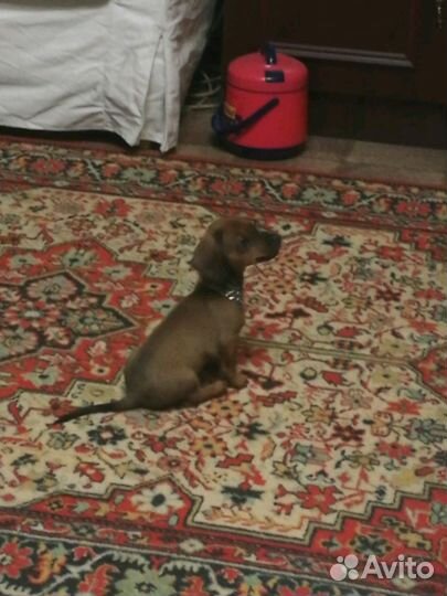 Воспитание собаки