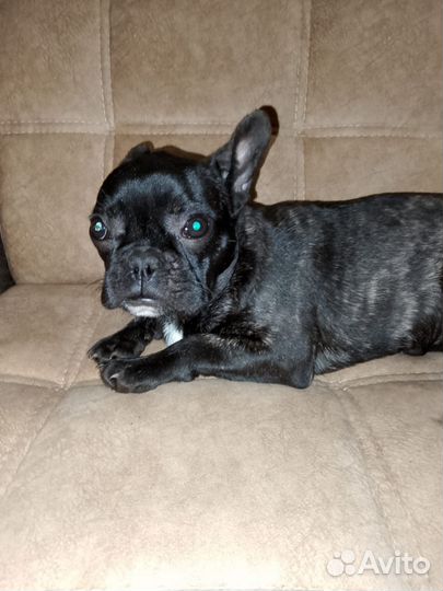 Французик мальчик