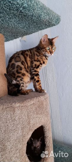 Бенгальская кошка