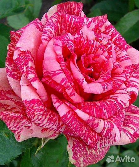 Роза чайно-гибридная саженцы