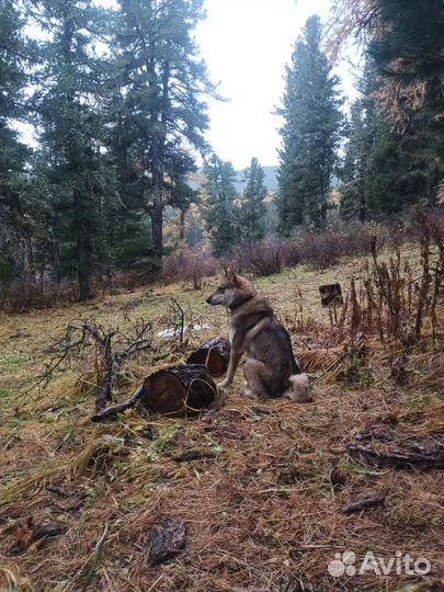 Продам собаку зсл. Подробности по телефону