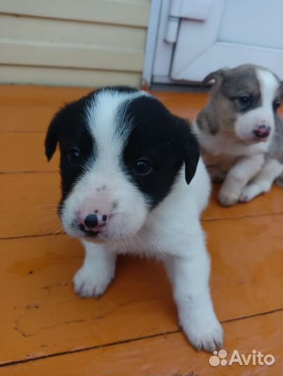 Отдам щенков