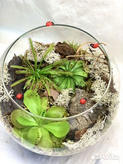 Флорариум с хищными растениями