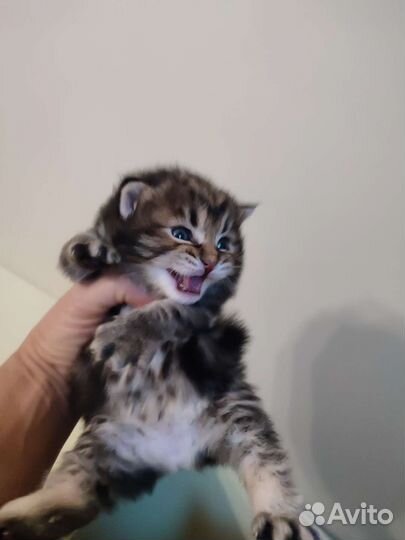 Котята Курильский бобтейл