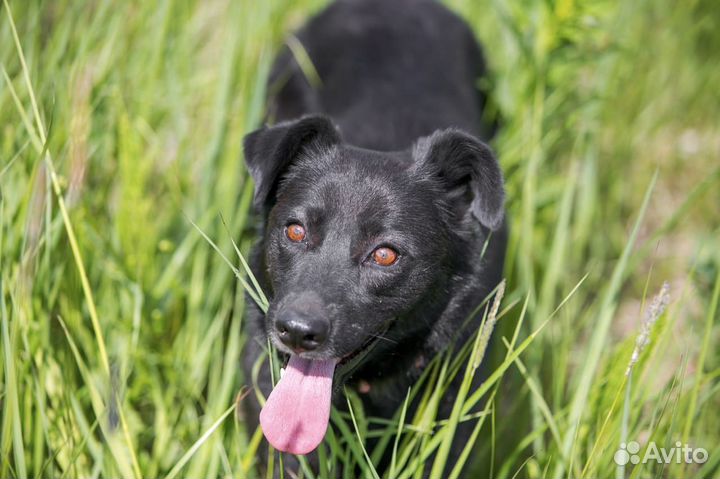 Скромная и умная Зара в добрые руки