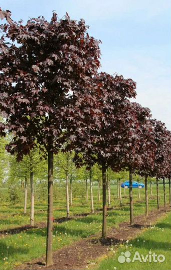 Клен ред Роял