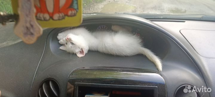 Котенок 1,5 месяца