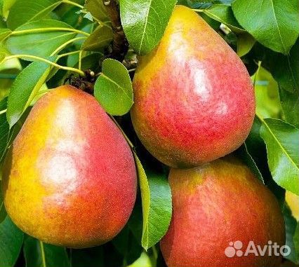 Саженцы груши