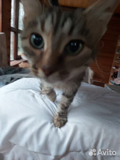 Котенок в дар