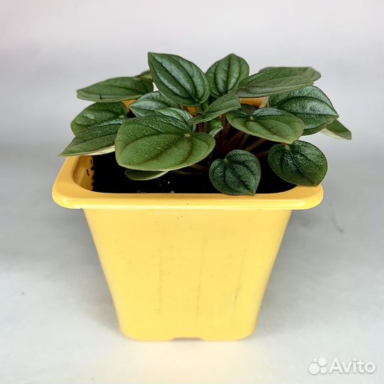 Пеперомия Наполи Найт