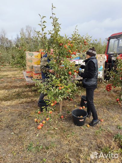 Яблоки самосбор