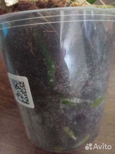 Орхидея фаленопсис