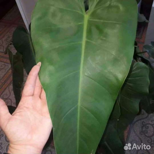 Филодендрон гигант, эванси, краснеющий