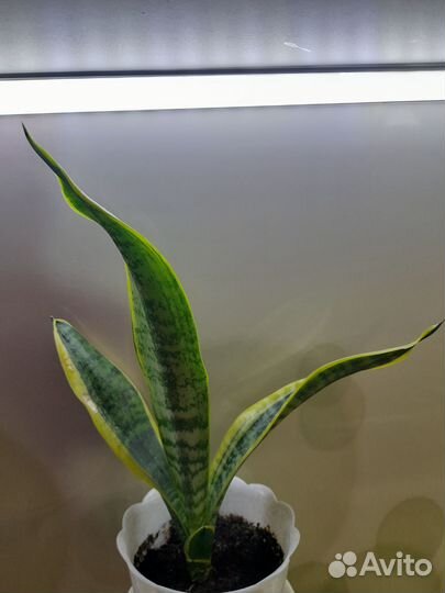 Сансевиерия лауренти компакта, ханни крео