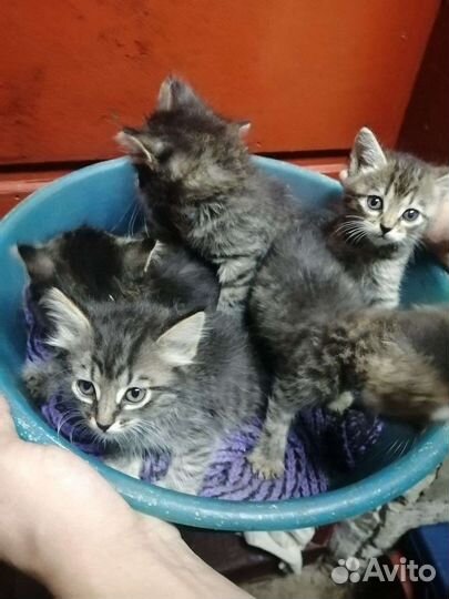 Кошка в дар бесплатно