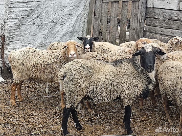 Овцы бараны