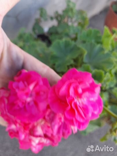 Герань пеларгония