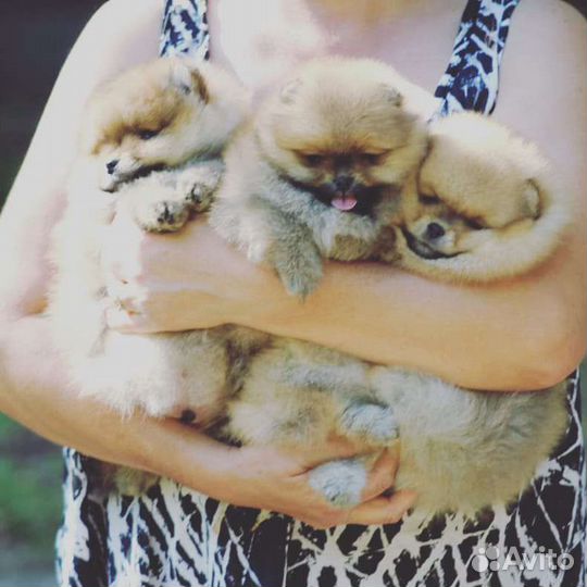 Померанский шпиц mini