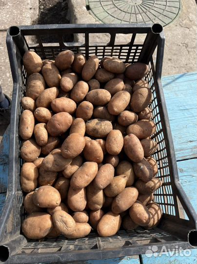 Картофель семенной для посадки