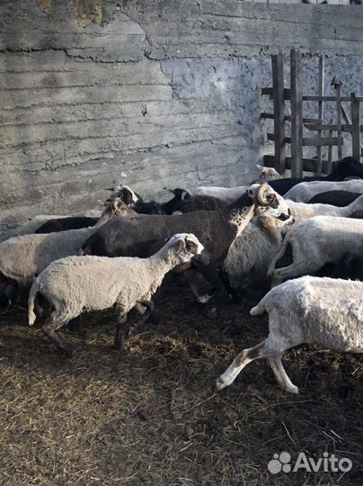 Баран Дорпер