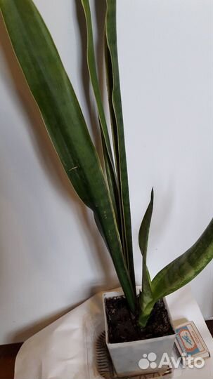 Сансевиерия