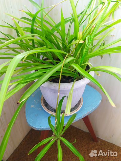 Хлорофитум