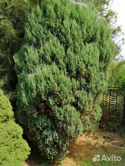 Можжевельник