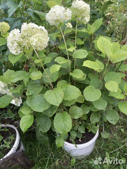 Гортензия Анабель, ива Нана, пузыреплодник